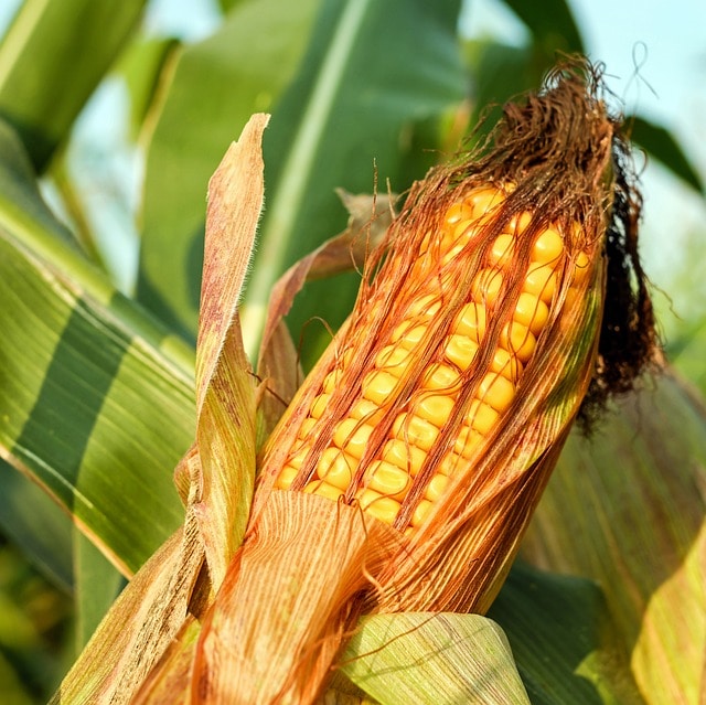 corn-based ethanol